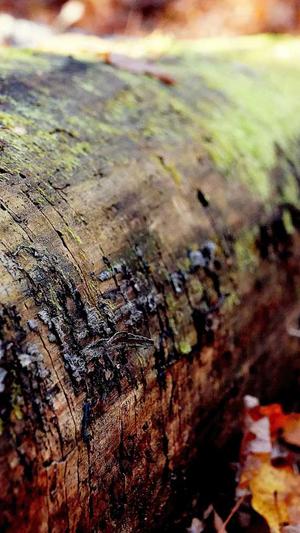 冲哥黑料地址截图1