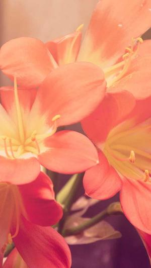 娱乐圈真实黑料 天涯截图1