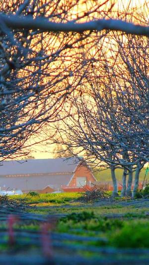 木鳖瓜熟了怎么吃截图1