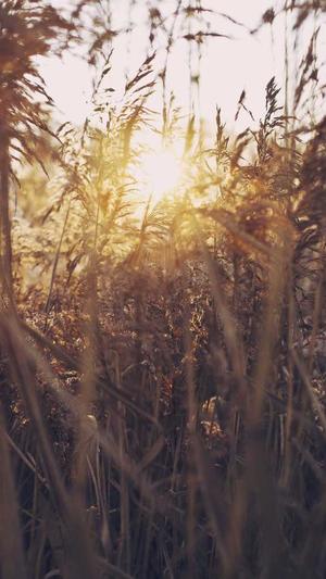 吃中药可以吃哈密瓜吗截图1