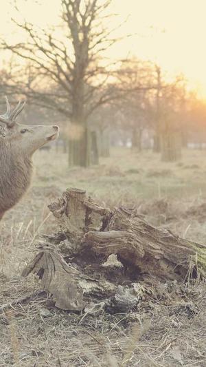 黑料不打烊,万里长征最新截图2